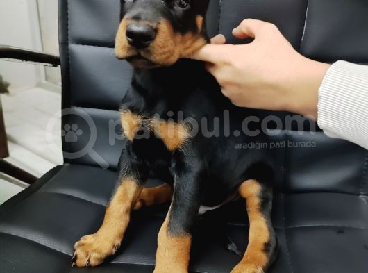 Safkan Klasik Doberman Yavrularımız