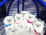 Safkan British Shorthair Bluepoint Bebekler