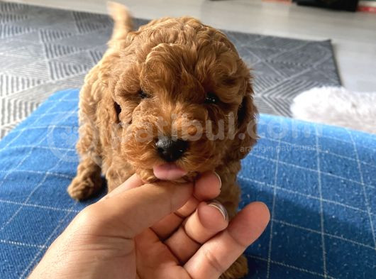 45 Günlük Red Brown 2 Dişi Toy Poople Yavruları görsel