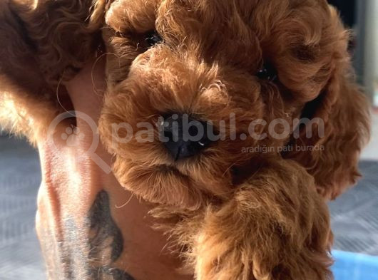 45 Günlük Red Brown 2 Dişi Toy Poople Yavruları
