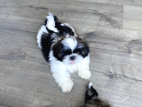 4 aylık shihtzu eğitimli Yavrumuz -Mama Tasma verilecektir