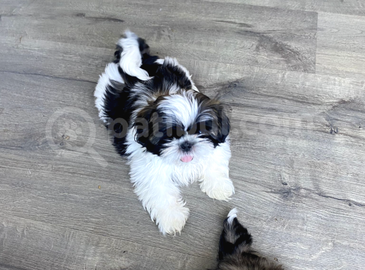 4 Aylık Shihtzu Eğitimli Yavrumuz -Mama Tasma Verilecektir