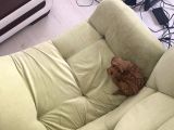 Toy Poodle Mini Çocuk