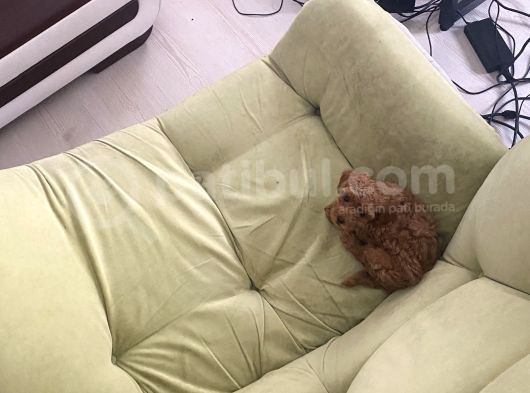Toy Poodle Mini Çocuk görsel