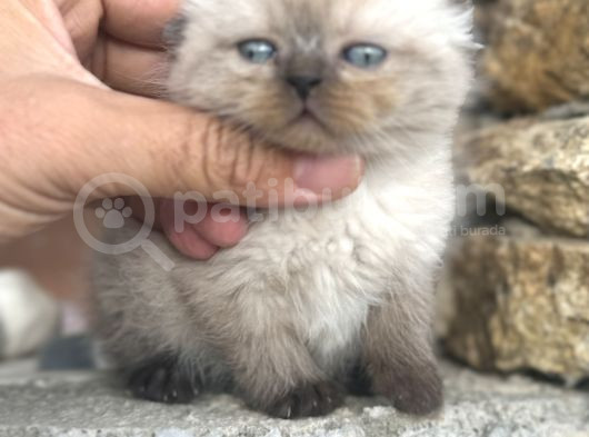 A Kalite Britti Bebekler görsel