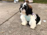 4 Aylık Shihtzu Eğitimli Yavrumuz -Mama Tasma Verilecektir