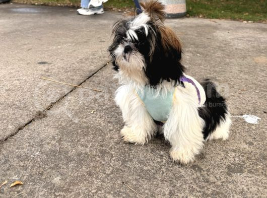 4 Aylık Shihtzu Eğitimli Yavrumuz -Mama Tasma Verilecektir görsel