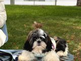 4 Aylık Shihtzu Eğitimli Yavrumuz -Mama Tasma Verilecektir