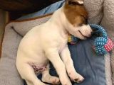 A Kalite Yavru Jack Russell kardeşler