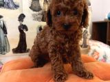 Evden Toy Poodle Bebekler