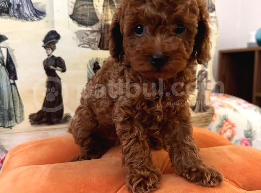 Evden Toy Poodle Bebekler görsel