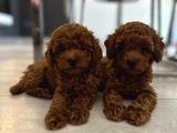 Evden Toy Poodle Bebekler
