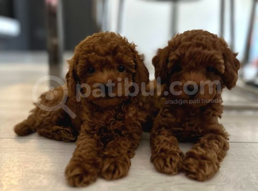 Evden Toy Poodle Bebekler görsel