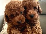 Evden Toy Poodle Bebekler