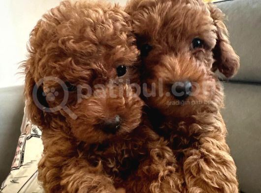 Evden Toy Poodle Bebekler görsel