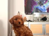 Toy Poodle Mini Çocuk