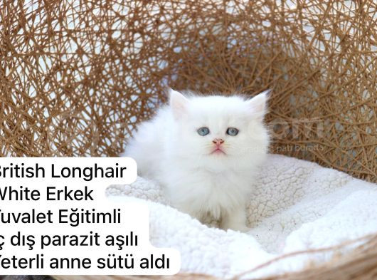 Ev Üretimi Harika Safkan Kediler görsel