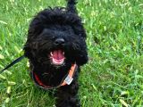 6 aylık toy poodle
