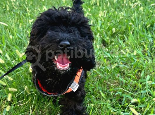 6 Aylık Toy Poodle