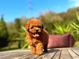 Eğitmenden Sağlık Garantili Ve Kaliteli Yavru Toy Poodle 