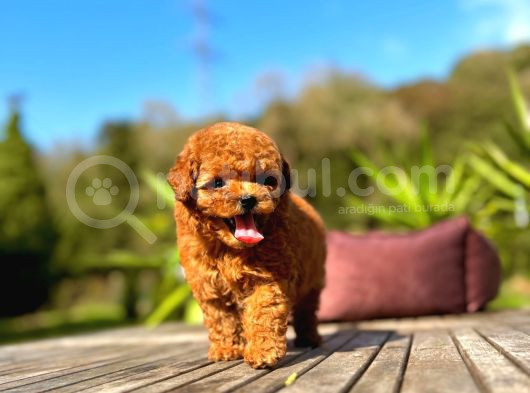 Eğitmenden Sağlık Garantili Ve Kaliteli Yavru Toy Poodle  görsel