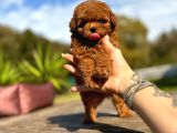 Eğitmenden Sağlık Garantili ve kaliteli Yavru Toy Poodle 