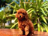 Eğitmenden Sağlık Garantili Ve Kaliteli Yavru Toy Poodle 