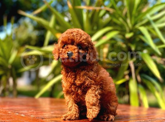 Eğitmenden Sağlık Garantili Ve Kaliteli Yavru Toy Poodle  görsel