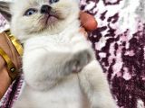 2 Aylık Cins Kediler Satılıktır Blue Pont Oyuncu Kedisi