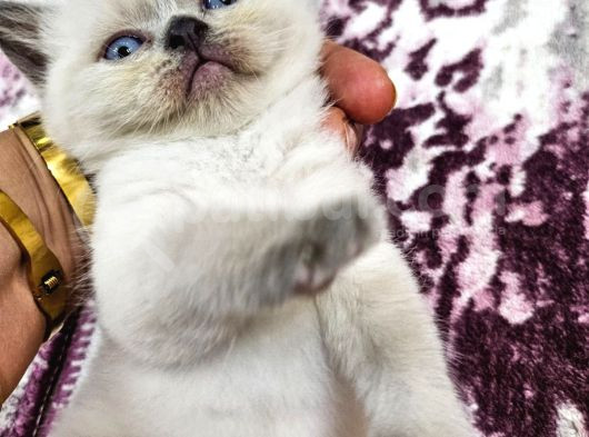 2 Aylık Cins Kediler Satılıktır Blue Pont Oyuncu Kedisi görsel