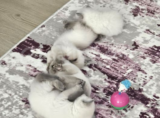 2 Aylık Cins Kediler Satılıktır Blue Pont Oyuncu Kedisi görsel