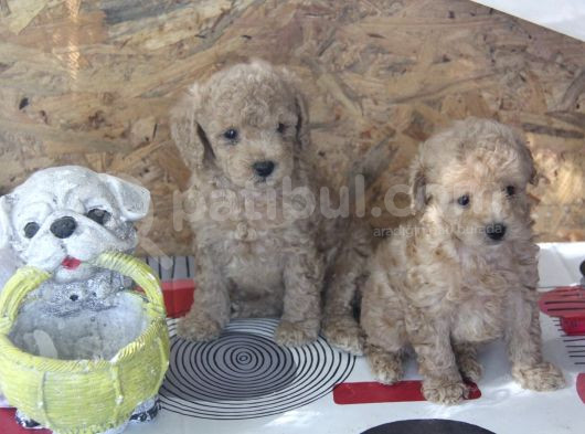 Irk Garanti̇li̇ Top Poodle Yavrular görsel