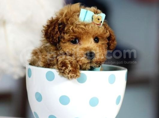 Tooy Poodle Cinsi Kıpkırmızı Red Mini Boy  görsel