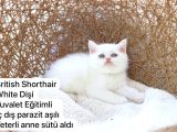 Ev Üretimi Harika Safkan Kediler