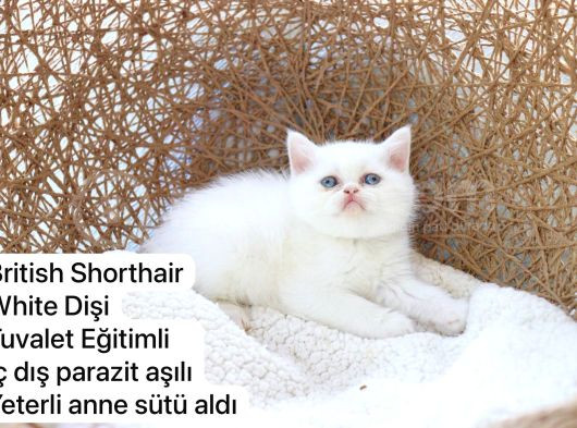 Ev Üretimi Harika Safkan Kediler görsel
