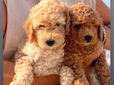 Red Brown Minik Boy Toy Poodle