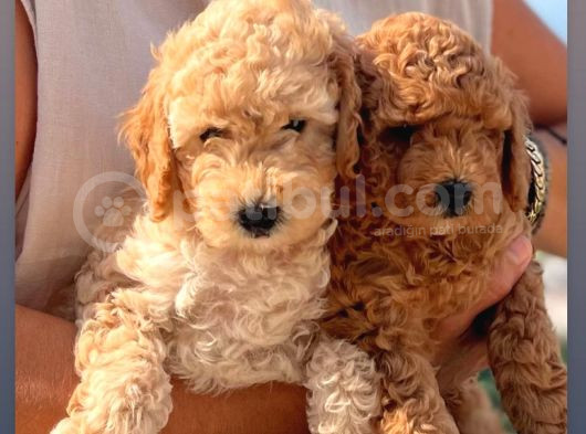 Red Brown Minik Boy Toy Poodle görsel