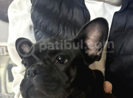 3 Aylık Dünyalar Tatlısı Dişi görsel