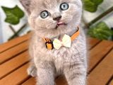 Bu güzellik teslime hazır lilac bebek