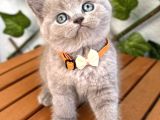 Bu Güzellik Teslime Hazır Lilac Bebek