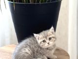 AŞIRI GÜZEL SURAT BRİTİSH SHORTHAİR YAVRUM