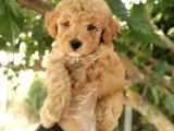 SAFKAN TOY POODLE BEBEKLER