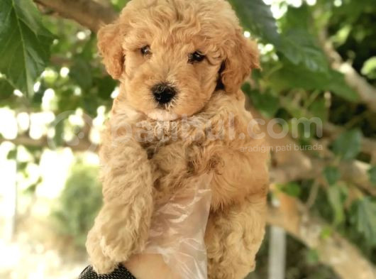 Safkan Toy Poodle Bebekler