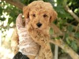 Safkan Toy Poodle Bebekler