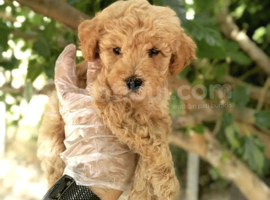 Safkan Toy Poodle Bebekler görsel