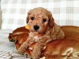 ÜRETİMDEN MALTİPOO BEBEKLER