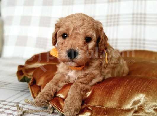 Üreti̇mden Malti̇poo Bebekler