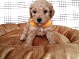 Üreti̇mden Malti̇poo Bebekler