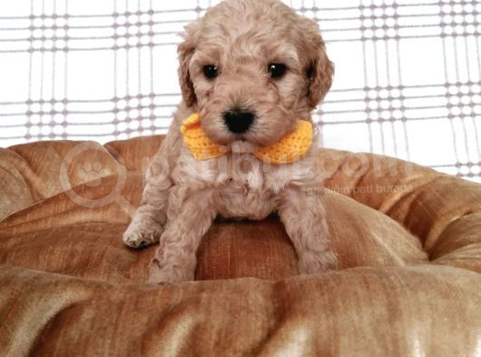 Üreti̇mden Malti̇poo Bebekler görsel