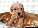 Üreti̇mden Malti̇poo Bebekler